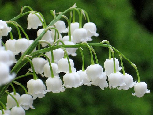 Lembic Lily of the Valley